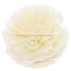 Cream Tissue Paper Pompoms Flower Ball (Single Pack)